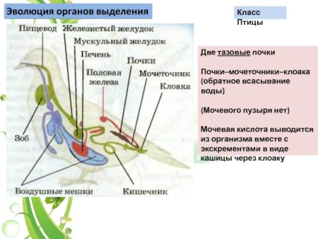 Органы выделительной системы животных