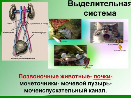 Система органов животных выделительная система