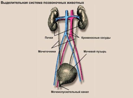 Выделительная система позвоночных животных