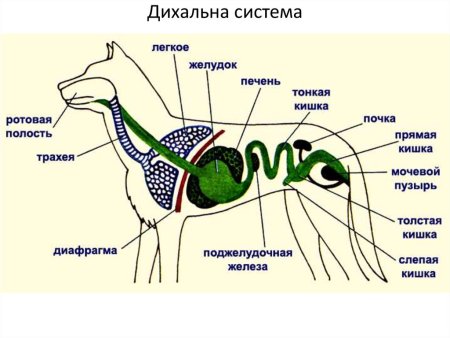 Строение пищеварительной системы млекопитающих