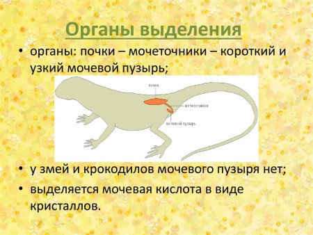 Пресмыкающиеся выделительная система