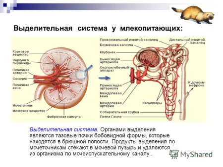 Система органов выделения млекопитающих