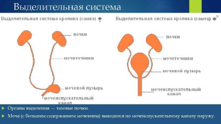 Строение выделительной системы млекопитающих