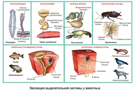 Эволюция выделительной системы червей