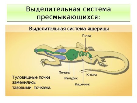 Выделительная система рептилий