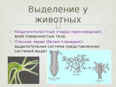 Схема выделение у растений 6 класс