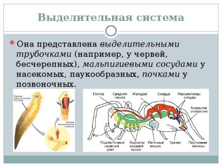Схема строения выделительной системы животных