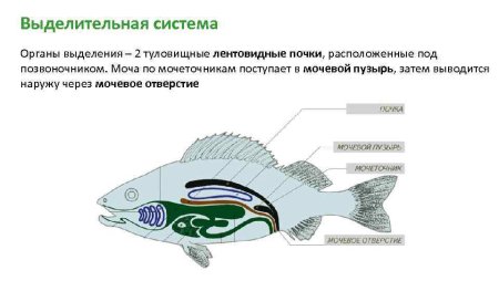Дыхательная система жабры выделительная система