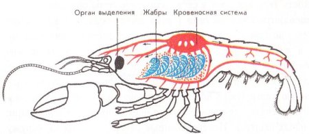 Выделительная система птиц и млекопитающих