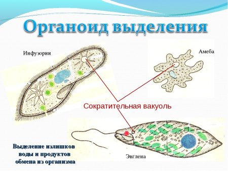Система выделения у членистоногих
