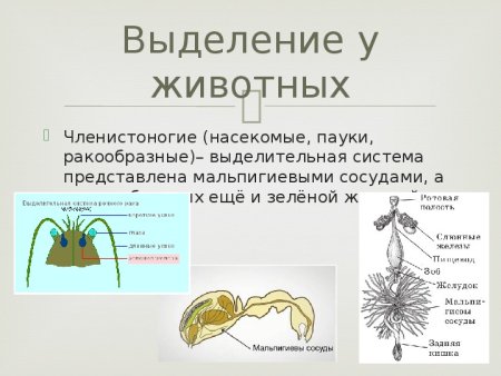 Органы выделения насекомых мальпигиевы сосуды