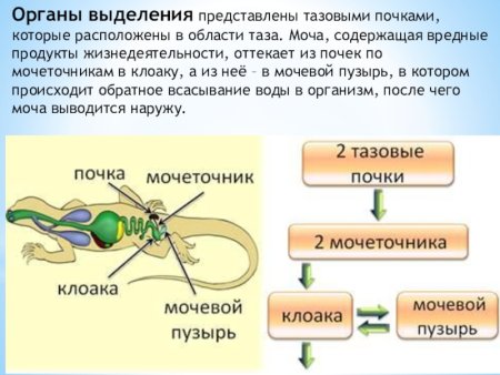 Выделительная система человека 6 класс