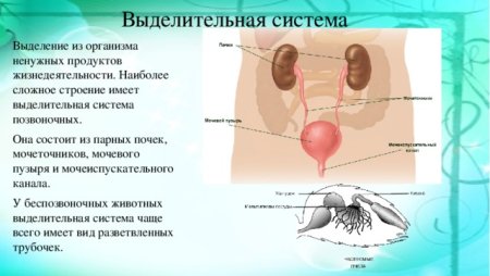 Анатомия мочевыделительной системы строение почки