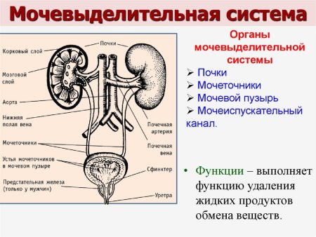 Выделительная система лягушки