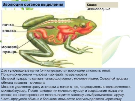 Выделительная система насекомых