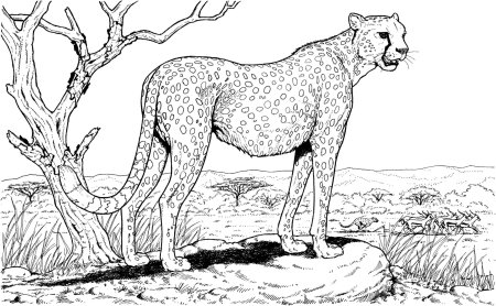 Заповедник рисунок