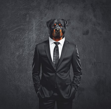 Животные в одежде арт