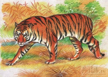 Нарисовать Амурский Уссурийский тигр