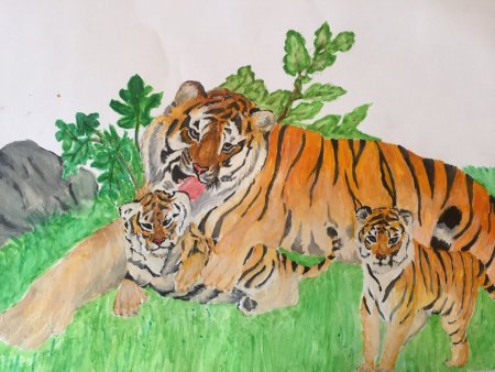 Рисунок Амурского тигра