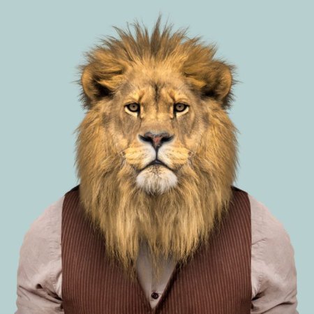 Айкут Айдогду Доберманы