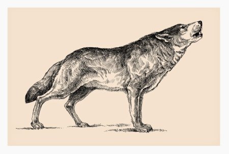 Волк в полный рост сбоку