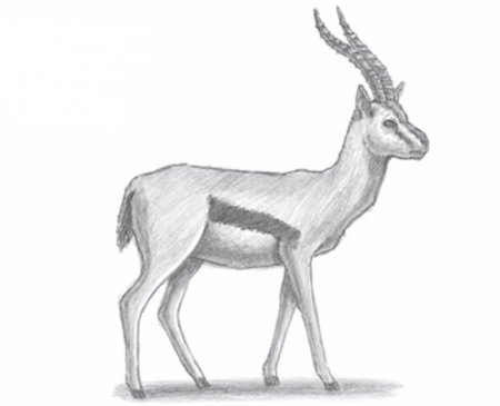 Газель животное для срисовки