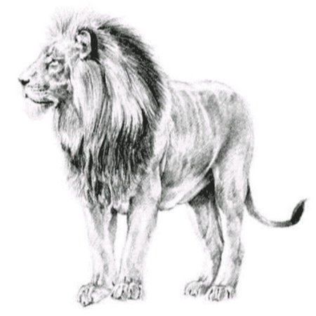 Лев рисунок