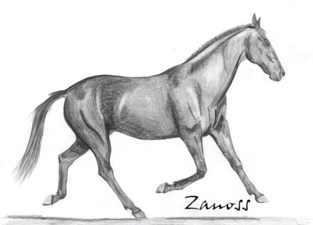 Рисунок лошади карандашом в полный рост