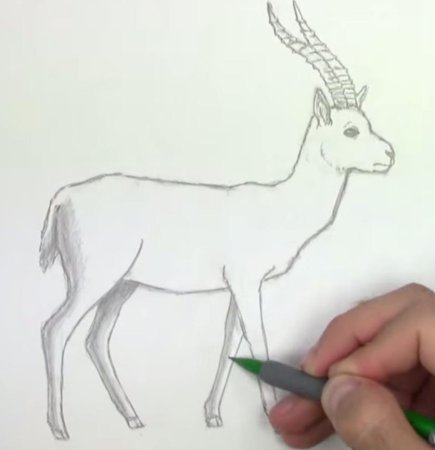 Рисунки животных легкие в полный рост