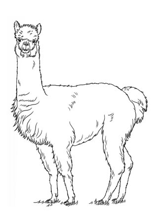 Лама животное