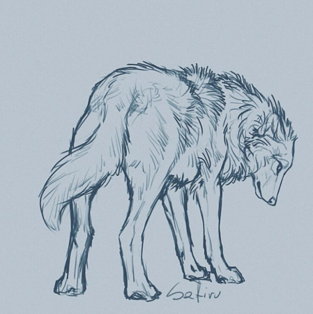 Волк для рисования