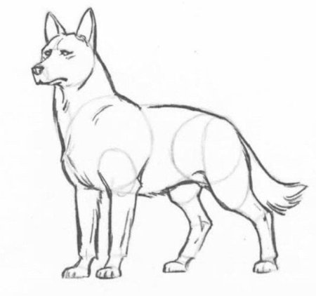 Набросок собаки карандашом для начинающих