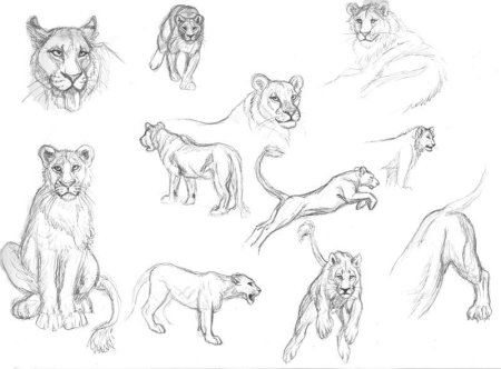 Львица референс анатомия