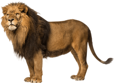 Животные без фона