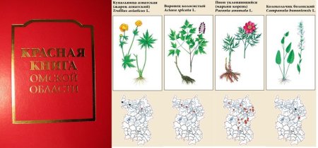 Растения Омской области занесенные в красную