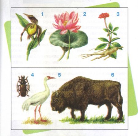 Краснокнижные животные и растения