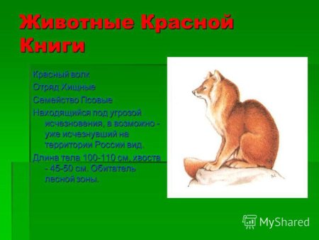 Рассказ о животных из красной книги