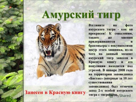 Красная книга России животных Амурский тигр описание