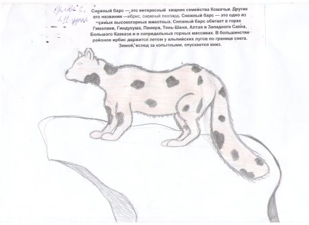 Животные из красной книги рисунки