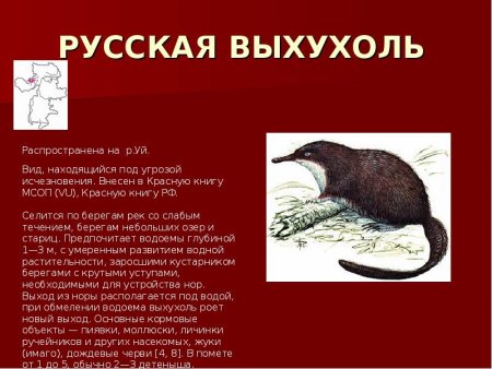 Животные красной книги Пермского края