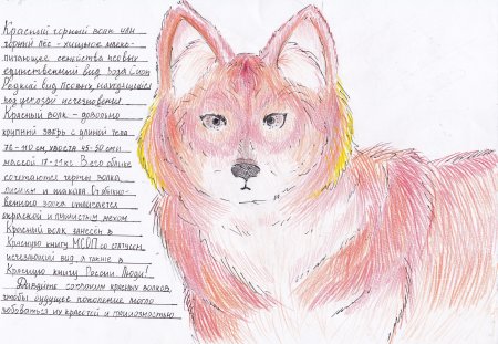 Рисунки животных красной книги