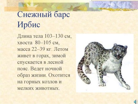 Ирбис снежные Барсы красная книга описание