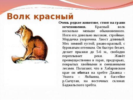 Рассказ о животном из красной книги Татарстана