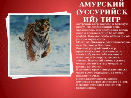 Животное занесенное в красную книгу