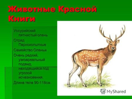 Красная книга России. Животные