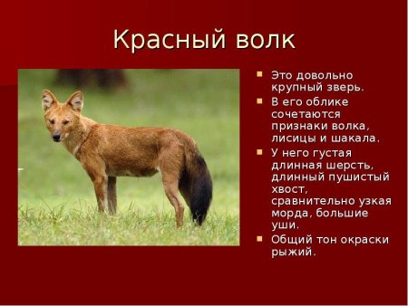 Красный волк описание для детей