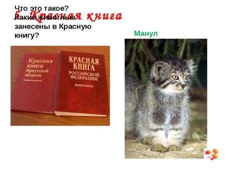 Животные которые в красной книге