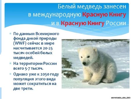 Рассказ о животных красной книги