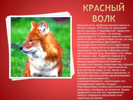 Животные внесенные в красную книгу России
