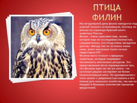 Животные из красной книги России